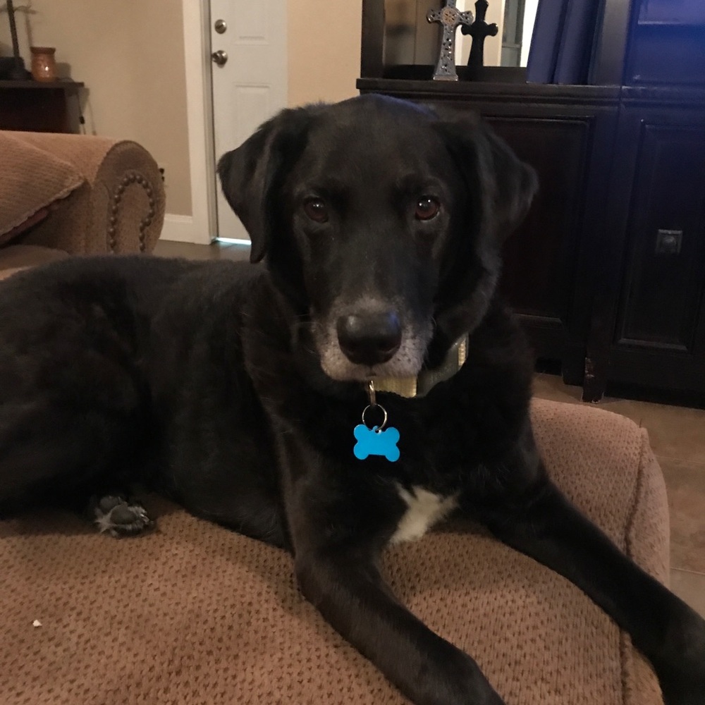 Meet your Posher, Susan